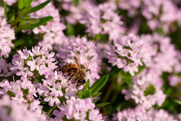 аллергия на цветы фото